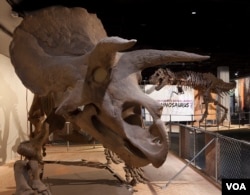 Triceratops and Tyrannosaurus Rex reign over the National Museum of Natural History’s new exhibition in Washington, D.C. (Donald H. Hurlbert/Smithsonian Institution)