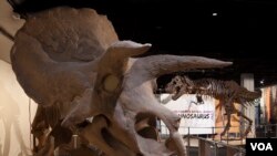 ARCHIVO - Un Triceratops y un Tyrannosaurus Rex en exposición en el Museo Nacional de Historia Natural, Washington. (Donald H. Hurlbert / Institución Smithsonian).