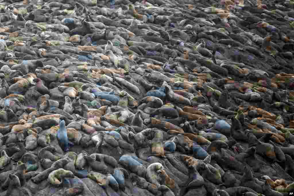 A telephoto view from an approaching coast guard boat shows sea lions covering an entire surface of one of the Palomino Islands, home to a young sea lion, nicknamed Ringo, in the Pacific waters off Peru, near the port of El Callao, June 11, 2014.