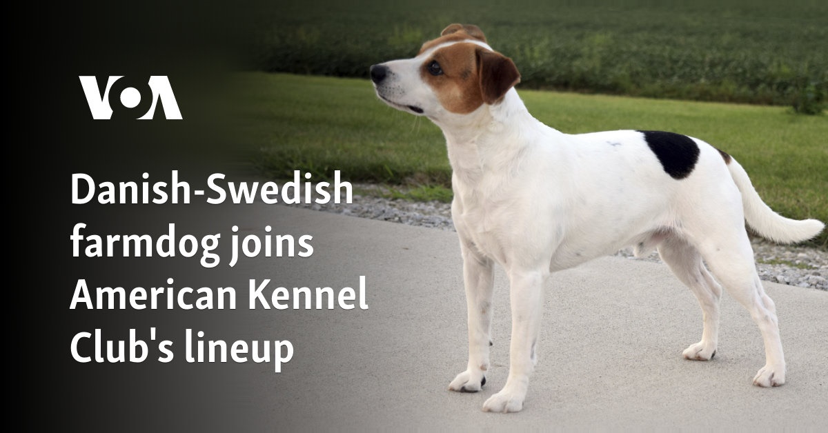 Danish-Swedish farmdog joins American Kennel Club's lineup