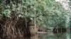 Les mangroves pour contrer le réchauffement climatique