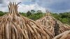 Kenya Set to Burn Large Piles of Ivory