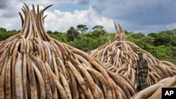 Stacks of Ivory stand in Nairobi National Park, Kenya, April 28, 2016. The ivory — 105 tons of it — and a ton of rhino horn are to be torched to encourage global efforts to help stop the poaching of elephants and rhinos.