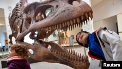 FILE - A boy looks inside the skull a Tyrannosaurus Rex replica at the Egidio Feruglio Museum in the Argentina's Patagonian city of Trelew, May 18, 2014. A new study suggests the dinosaur could pulverize bones with its teeth.