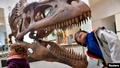 101+ Gambar Tengkorak Dinosaurus 101+ Gambar Tengkorak Dinosaurus