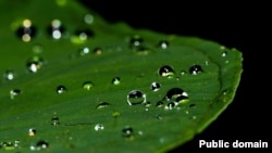 A droplet is a very small drop of a liquid. The word often refers small drops of water, as pictured here.