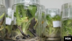 The lab at the National Agricultural Research Organization grows disease-resistant genetically modified bananas, Uganda, Sept. 13, 2013. (Hilary Heuler/VOA)