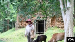 Phal Mao, 48, herds cows inside the temple complex, Kampong Thom, Cambodia, July 13, 2017. (Sun Narin/VOA Khmer)