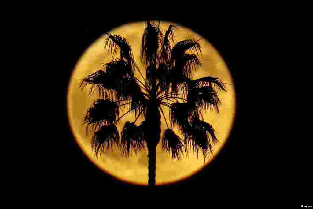 A full moon rises behind a palm tree, in Encinitas, California, Oct. 24, 2018.