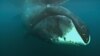 Study: Bowhead Whale Genome May Hold Secret to Longevity