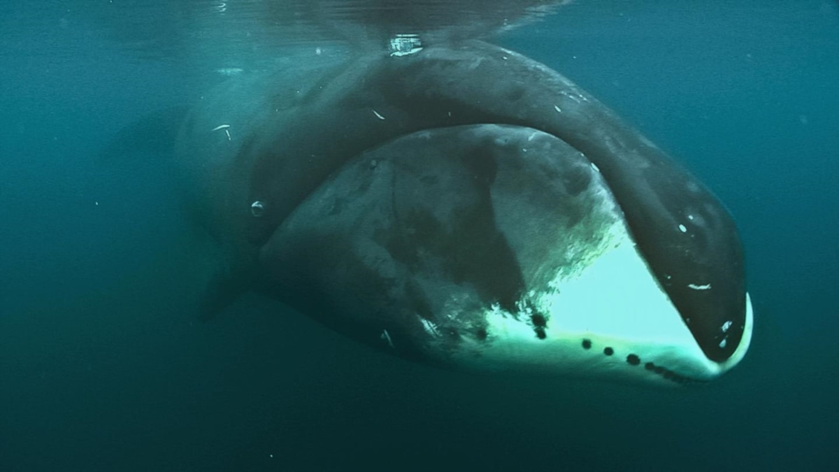 study-bowhead-whale-genome-may-hold-secret-to-longevity