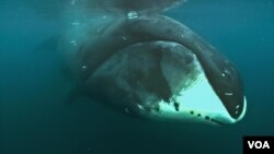 The Bowhead whale gets its name from its high arched lower jaw that looks like an archer’s bow. (Loke Film and Adam Schmedes/Cell Reports 2015)