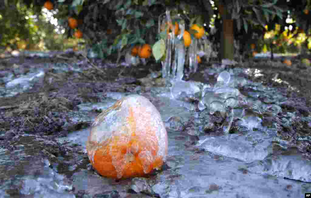 Ice covers an orange at an orange grove in Redlands, California, January 15, 2013. 
