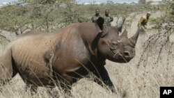 FILE - A 4-year old Female black Rhino, runs after it was darted at Nairobi National Park.