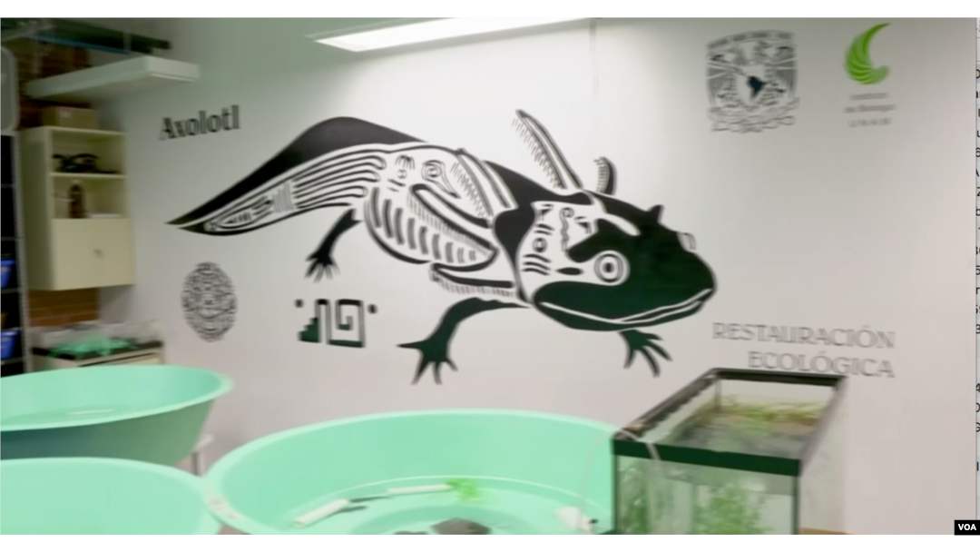 Laboratorium upaya pelestarian "Axolotl Meksiko" sejenis salamander besar, di wilayah perairan Xochimilco, Mexico City. (Foto: AP/videograb)