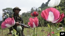 Thai soldier in Tak province during annual search and destroy opium eradication operation, Jan. 2007 (file photo).