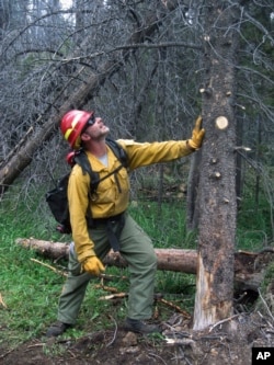 In this July 12, 2017, photo, Ben Brack, a firefighter and public information officer, tests the stability of a beetle-killed tree at the site of a wildfire locally called the Keystone fire, near Albany, Wyo. The fire was burning in a dense forest of beet
