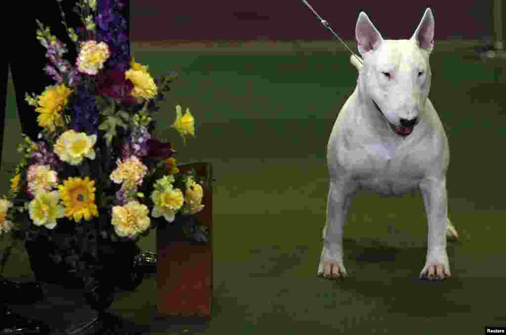 A Miniature Bull Terrier named Kid poses for a photo after winning Best in Breed during the 137th Westminster Kennel Club Dog Show in New York, February 12, 2013.