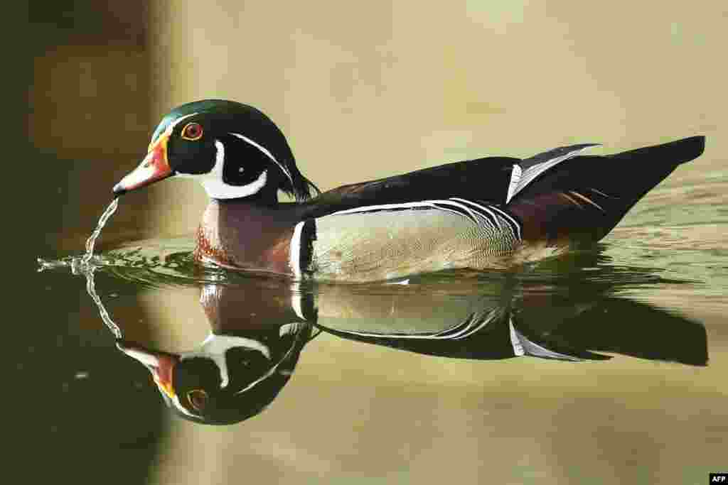 A wood duck or Carolina duck, a species of perching duck found in North America, is seen in a pond at the Ghosh Para area of Howrah District near Kolkata, India.