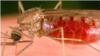 The Anopheles mosquito carries the parasite responsible for malaria