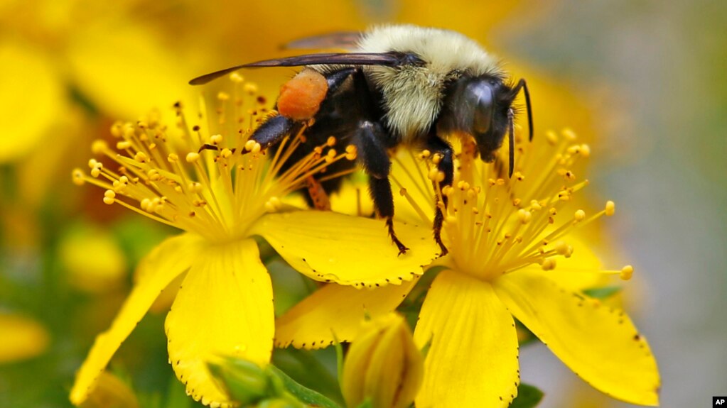 A bumblebee gathers nectar on a wildflower in Appleton, Maine, July 8, 2015. Scientists in London have taught bumblebees to play soccer.