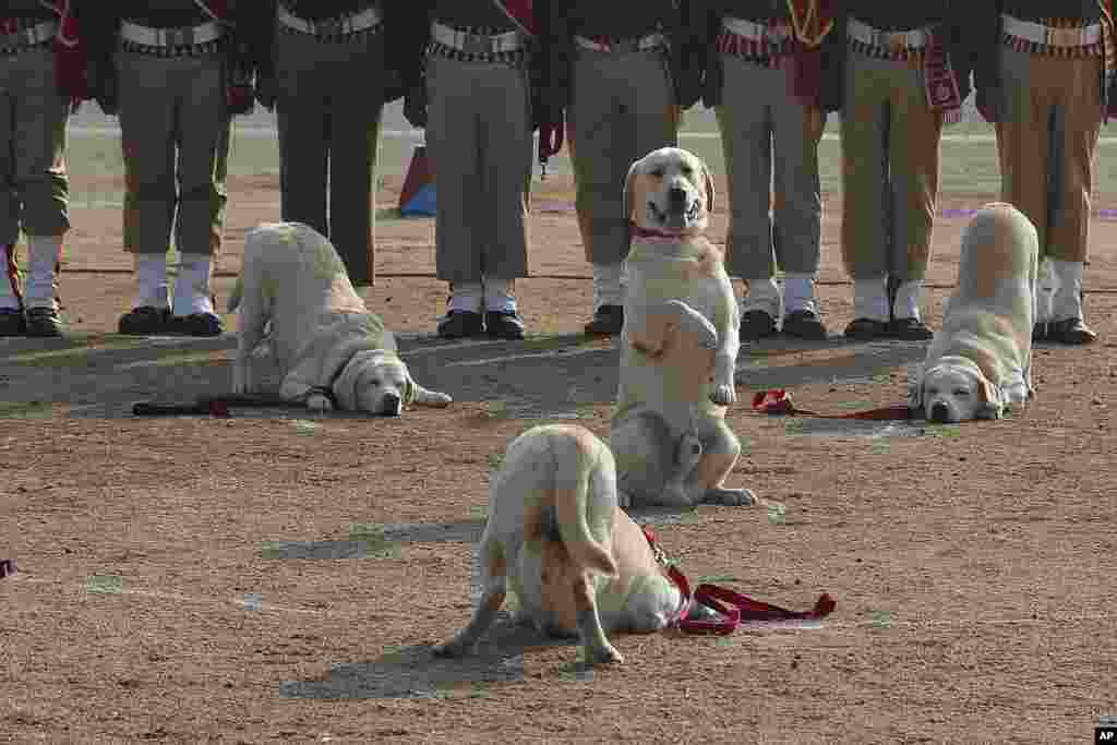 Indian Railway Protection Force (RPF) dog squad displays skills during Republic Day celebrations in Hyderabad.