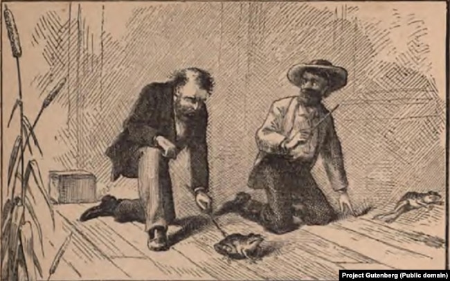 Illustration for The Celebrated Jumping Frog of Calaveras County by Mark Twain