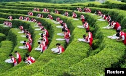 FILE - Students pick up tea leaves during an event to promote local ecotourism at a plantation in Chongqing, April 30, 2016.