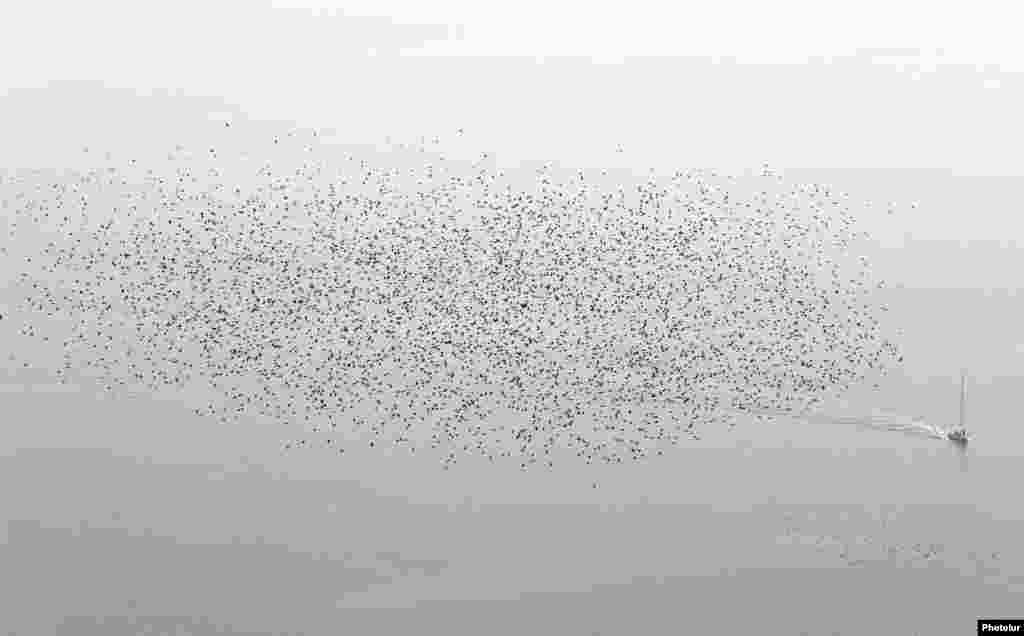 A flock of starlings fly above a boat on Lake Leman during a misty autumn day near Cully, western Switzerland. 