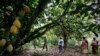 Des membres d'une association locale de cultivateurs de cacao appelée BLAYEYA marchent dans une plantation à Djangobo, Niable, dans l'est de la Côte d'Ivoire, le 17 novembre 2014. (Photo: REUTERS/Thierry Gouegnon)