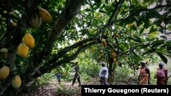 Des membres d'une association locale de cultivateurs de cacao appelée BLAYEYA marchent dans une plantation à Djangobo, Niable, dans l'est de la Côte d'Ivoire, le 17 novembre 2014. (Photo: REUTERS/Thierry Gouegnon)