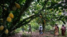 ARCHIVES - Des femmes d'une association locale de producteurs de cacao appelée BLAYEYA dans une plantation de cacao à Djangobo, Niable, dans l'est de la Côte d'Ivoire, le 17 novembre 2014. 