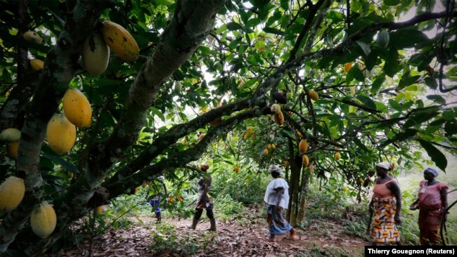 Des membres d'une association locale de cultivateurs de cacao appelée BLAYEYA marchent dans une ferme de cacao à Djangobo, Niable, dans l'est de la Côte d'Ivoire, le 17 novembre 2014.