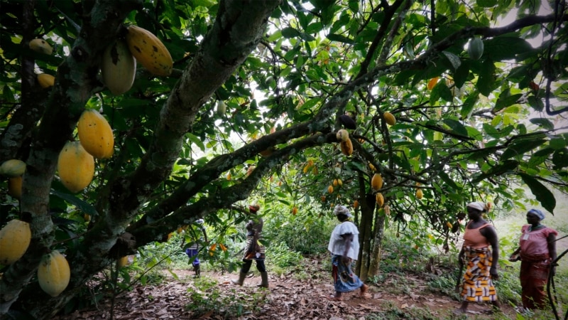 Côte d'Ivoire: des cartes électroniques pour le traçage du cacao et contre la déforestation