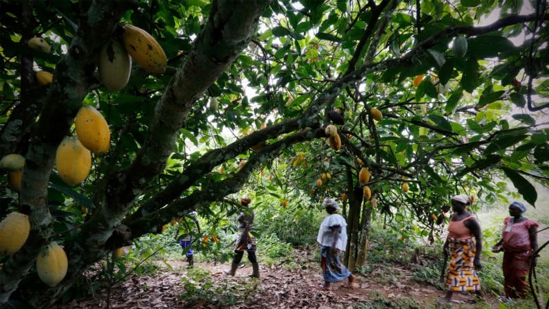 COP-15 à Abidjan: l'accès des femmes à la terre au menu