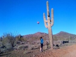 ຕົ້ນຕະບອງເພັດ Saguaro ທີ່ສູງ ແລະດູດນໍ້າໄປເກັບໄວ້ຢູ່ທາງໃນລາໍຕົ້ນ, ຢູ່ລັດອາຣີໂຊນາ