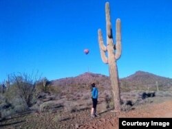 ຕົ້ນຕະບອງເພັດ Saguaro ທີ່ສູງ ແລະດູດນໍ້າໄປເກັບໄວ້ຢູ່ທາງໃນລາໍຕົ້ນ, ຢູ່ລັດອາຣີໂຊນາ