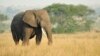 Thailand Seizes 87 African Ivory Tusks Worth $800,000