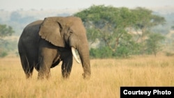 Gajah padang rumput savana Afrika. (Julie Larsen Maher/WCS)