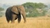 Elephants Understand Human Gestures