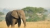African, Asian Nations Agree on 'Urgent' Steps to Save Elephants