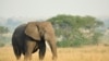 An African savanna elephant. (Julie Larsen Maher/WCS)