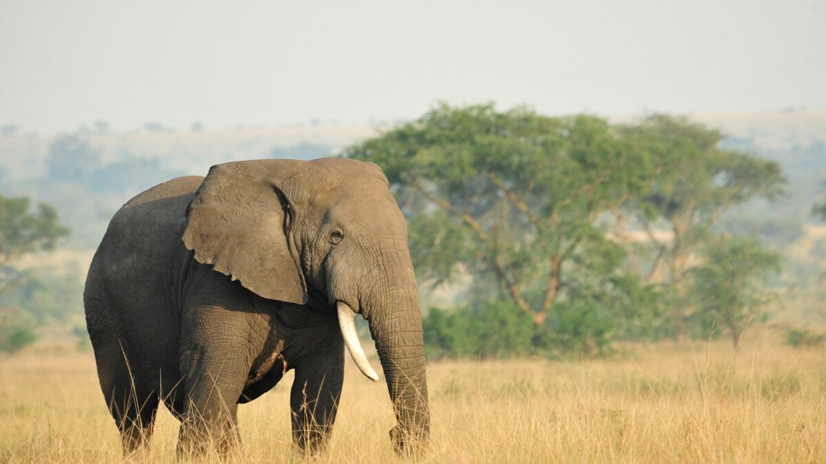 South Sudan Official Accuses Army Officers of Wildlife Poaching