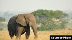 An African savanna elephant. (Julie Larsen Maher/WCS)