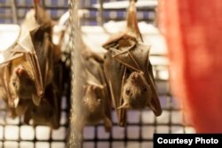 Dog-faced fruit bats are caught and sold in markets in Thailand for medicinal use. (Photo courtesy of Organization for Bat Conservation)