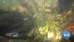 Widespread Mussel Die-Offs Worry Scientists