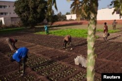 FILE - Urban farmers grow lettuce on a small patch of land in Bamako, Mali, Feb. 25, 2014.