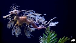 In this Friday, May 17, 2019 photo, a sea dragon swims at the Birch Aquarium at the Scripps Institution of Oceanography at the University of California San Diego in San Diego. (AP Photo/Gregory Bull)