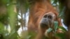 Quiz - Scientists Discover New Orangutan Species