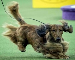 FILE - This Monday Feb. 12, 2018, file photo shows a dachshund during the 142nd Westminster Kennel Club Dog Show at Madison Square Garden in New York. The dachshund is among the top ten popular breeds for 2020. (AP Photo/Mary Altaffer, File)